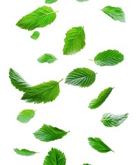 set of green leaves