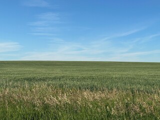 green field and blue sky