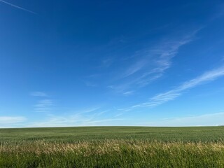 Fototapeta premium wheat field and blue sky, Alberta Canada, Farmland
