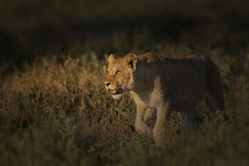 Lioness on a morning walk in Africa