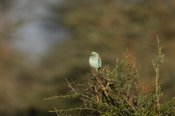 European roller bird on the top of a branch