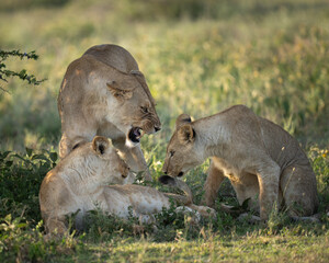 Lioness scolding two cubs in the grass