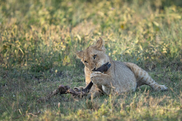 Lion cub chewing on the leg of a wildebeest