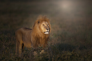 Morning sun on a male lion standing in a field