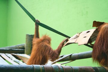sumatran orangutan baby playing with a cardboard with its parent