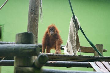 Sumatran orangutan calf in the playground with textile clothing for playing