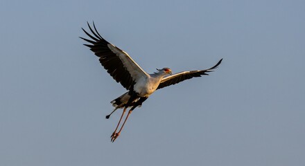 Fototapeta premium Secretary Bird Soaring Elegantly Against a Pale Blue Sky, Wings Spread Wide