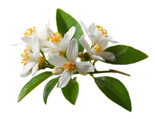 A detailed photograph of orange blossom flowers with leaves, isolated on a transparent background in PNG format.