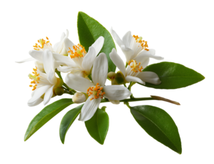 A detailed photograph of orange blossom flowers with leaves, isolated on a transparent background in PNG format.
