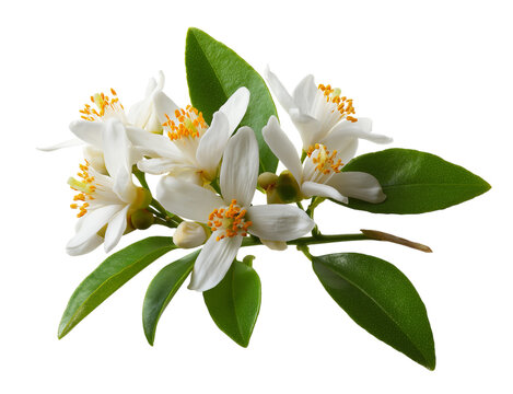 Fototapeta A detailed photograph of orange blossom flowers with leaves, isolated on a transparent background in PNG format.