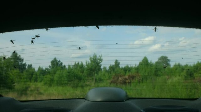 Insects swarming and sticking on heated car rear window, green forest landscape visible through glass during summer road trip. Insects flying and sticking on rear car window. 