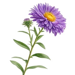 A single vibrant purple aster flower with a bud and green leaves on a white background