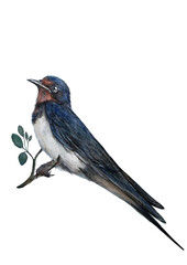swallow