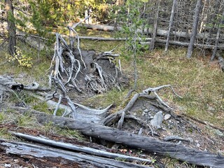 Deadwood caused by lava volcano ash in Yellowstone National park 