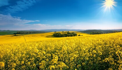 Obraz premium golden rapeseed fields bathed in the warm summer sun vibrant yellow blossoms stretching to the horizon a picturesque landscape of rural tranquility and abundant nature flowers bright daylight