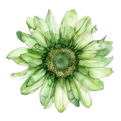 A watercolor green sunflower isolated on a transparent background