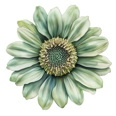 A watercolor green sunflower isolated on a transparent background