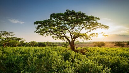 Obraz premium a flourishing moringa tree growing in a sunlit tropical field