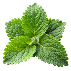 Fresh Catnip Leaves Isolated on White Background
