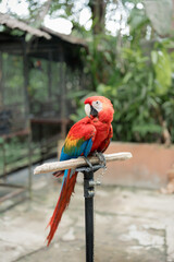 Exotic Red Macaw with Rainbow Feathers Perched on Branch, Scarlet Macaw Portrait in Lush Green Background, Vibrant Scarlet Macaw in Tropical Aviary