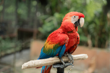 Colorful Red Macaw Parrot Close-Up on Wooden Perch, Exotic Red Macaw with Rainbow Feathers Perched...
