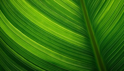 single green frisbee with concentric ridges on transparent background
