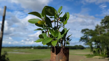 Obraz premium Green plant growing from a rusted metal can against a cloudy blue sky