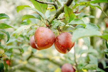 Red Apples Hanging on a Tree