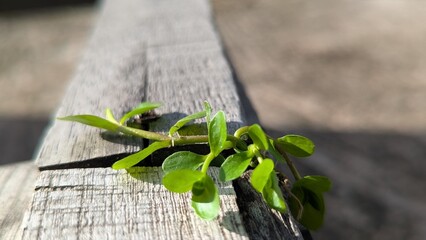 Green plant sprouts reaching out from weathered wooden surface in sunlight