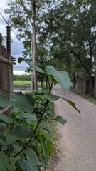 Green leaves on a plant beside a dirt road with trees in the background