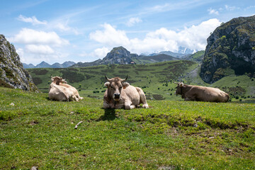 Cows Resting on Green Pasture Against the picos de europa in spain