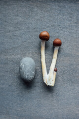 psilocybin mushrooms