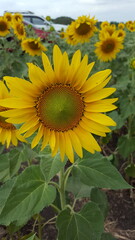Obraz premium a big yellow sunflower blooms