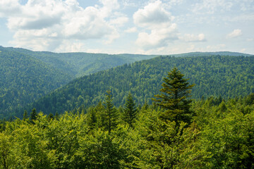 mountain landscape with trees and clouds. panoramic mountain landscape in Poland with forest Krynica Zdroj, Beskid Mountains