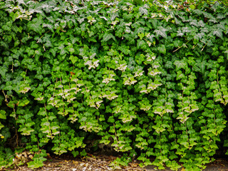 Obraz premium Wucherndes Efeu auf einer Mauer