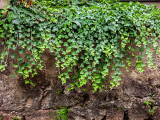 Mit Efeu überwachsene Mauer