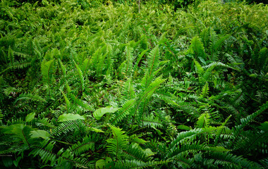 Patterned green fern bush(Fishbone Fern, Sword Fern, Nephrolepis cordifolia), leaves texture for...