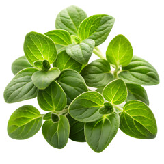 Fresh Marjoram Leaves Isolated on White Background