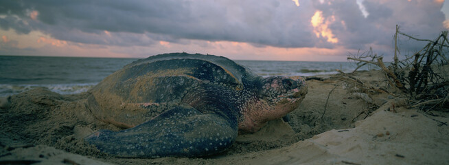 Tortue Luth, Dermochelys coriacea