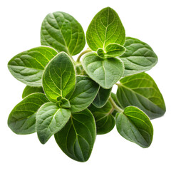Fresh Oregano Leaves Isolated on White Background