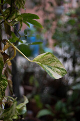 green leaves on the tree