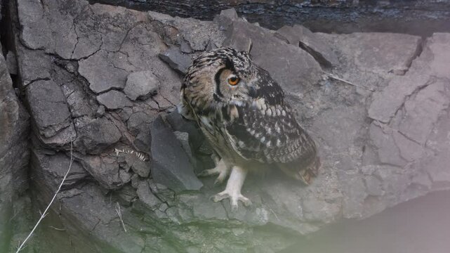 A rock eagle owl perched on a boulder inside a deep valley on the outskirts of Bhigwan in Maharastra