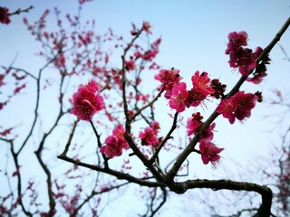 dark pink plum blossoms in Kairakuen Garden