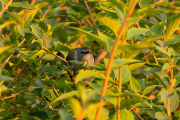 The gray catbird (Dumetella carolinensis) on the branch tree