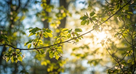 Sunlit Spring Branch: Fresh Green Leaves and Delicate White Blossoms Against a Bokeh Background