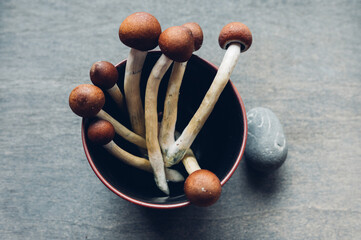 Healing with Magic Mushrooms – Psilocybin in Mental Health