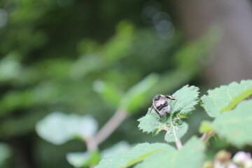 Hummel im Wald