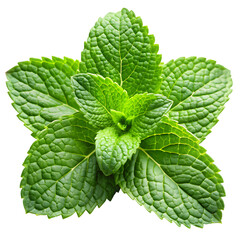 Fresh Spearmint Leaves Isolated on White Background