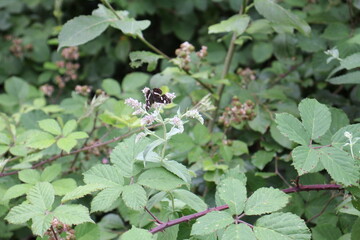 Schmetterling im Wald