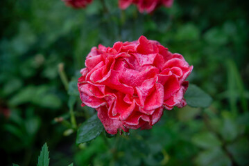 Close-up of a blooming red garden rose with water droplets on the petals